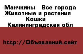 Манчкины - Все города Животные и растения » Кошки   . Калининградская обл.